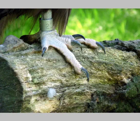 Zoo de Mulhouse (1)