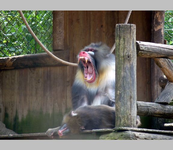 Zoo de Mulhouse (3)