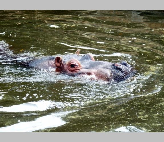 Zoo d'Amnéville (3)