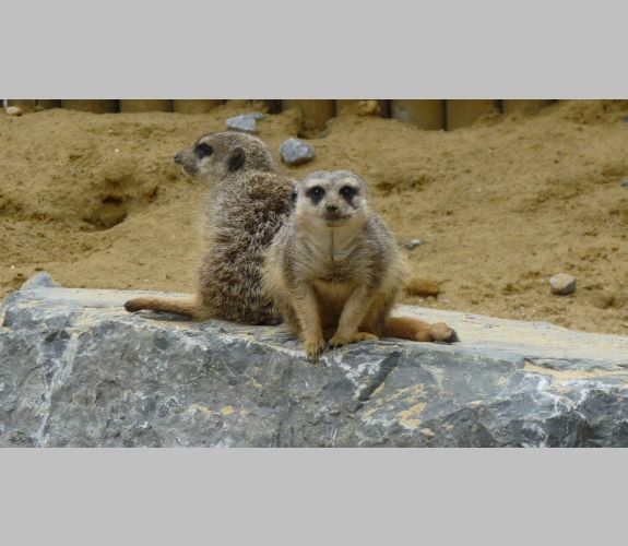 Zoo d'Amiens (1)