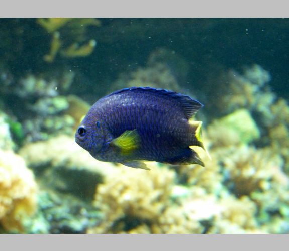 Aquarium du Trocadéro