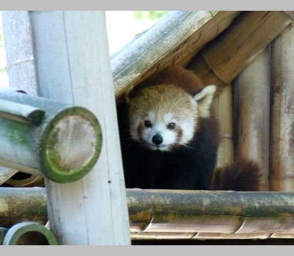 Jardin des plantes (1)