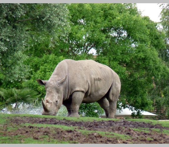 ZooParc de Beauval (2)