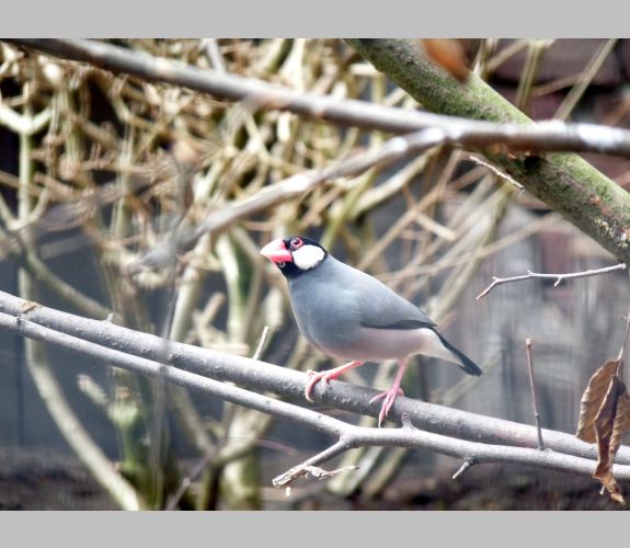 Zoo de Lille (1)