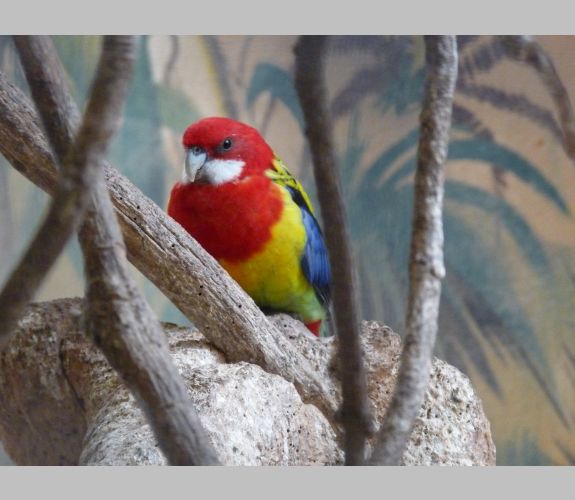 Zoo de la Palmyre (10)