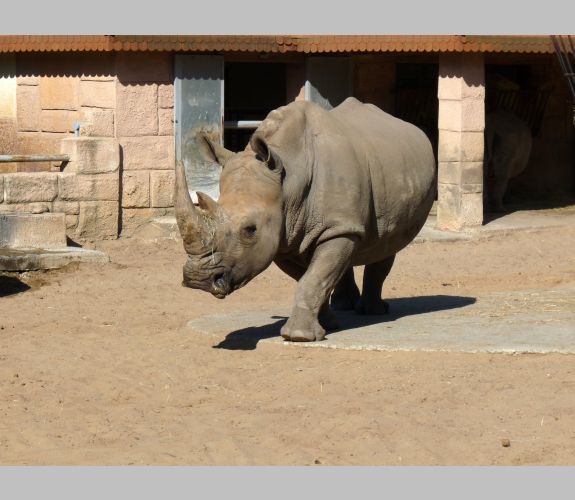 Zoo de la Palmyre (3)