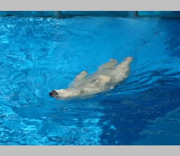 Zoo de la Palmyre (4)