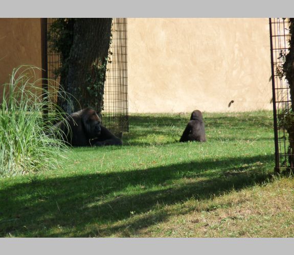 Zoo de la Palmyre (6)