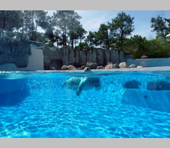 Zoo de la Palmyre (7)