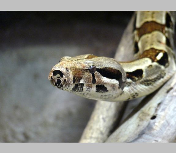 Boa constricteur