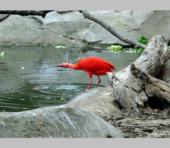 Ibis rouge