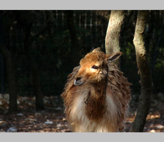 Zoo de Lunaret (1)