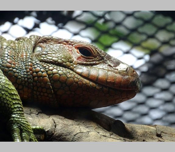 Zoo de Lunaret (2)