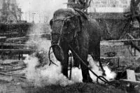 Illustration de critique : Electrocuting an elephant