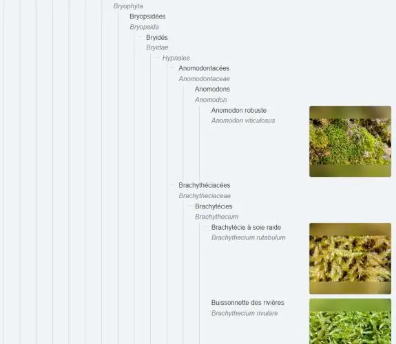 Vignette : Observations de la faune et de la flore